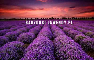 Grzybek Sadzonki - Gospodarstwo Ogrodnicze Andrzej Grzybek